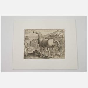 Jan van der Straet, Wildpferde