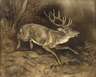 H. Fritz, Hirsch auf der Flucht