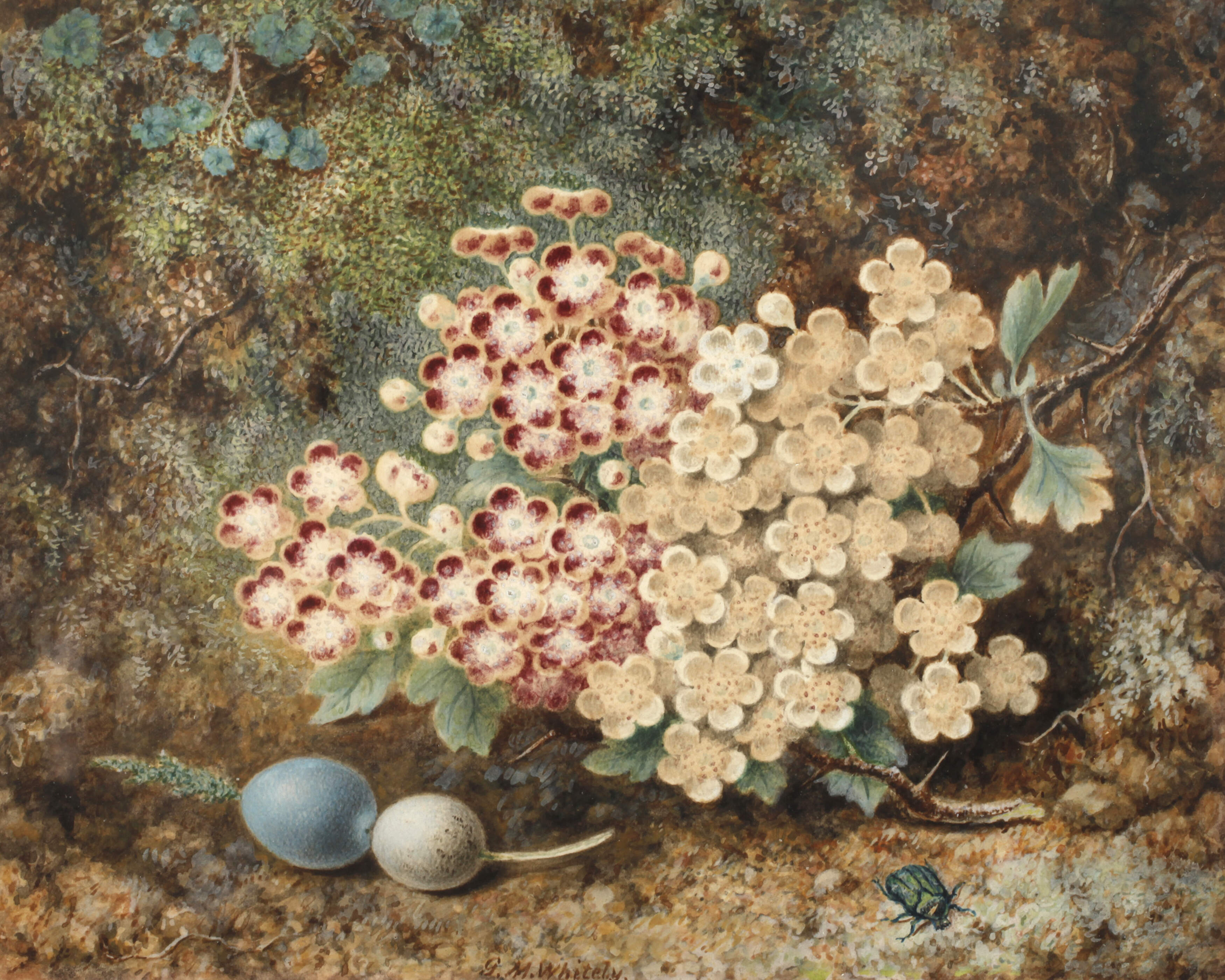 G. M. Whitely, Blühender Weiß- und Rotdorn