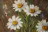 Manfred Feiler, Sommerblumen