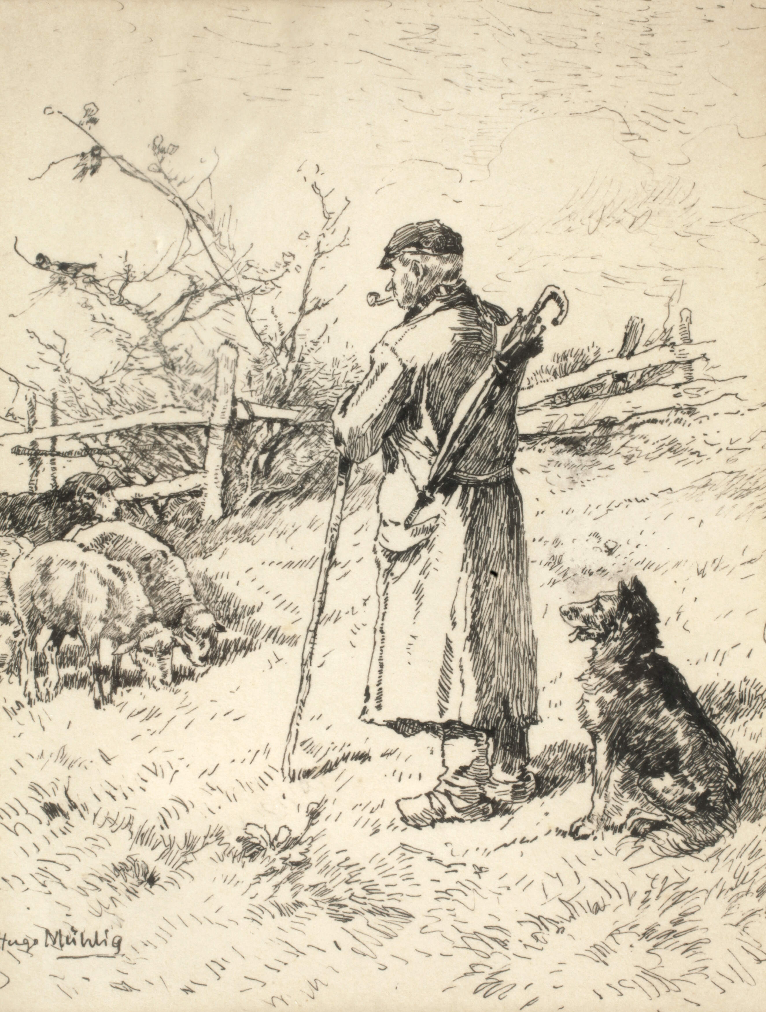 Hugo Mühlig, Schäfer bei seiner Herde