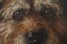 Hundeportrait
