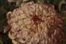 Gusta Rauch, "Chrysanthemen"