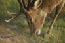 Friedrich Reimann, attr., Hirsch im Laubwald