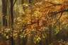 Christiane Vleugels, Herbstwald mit Wild