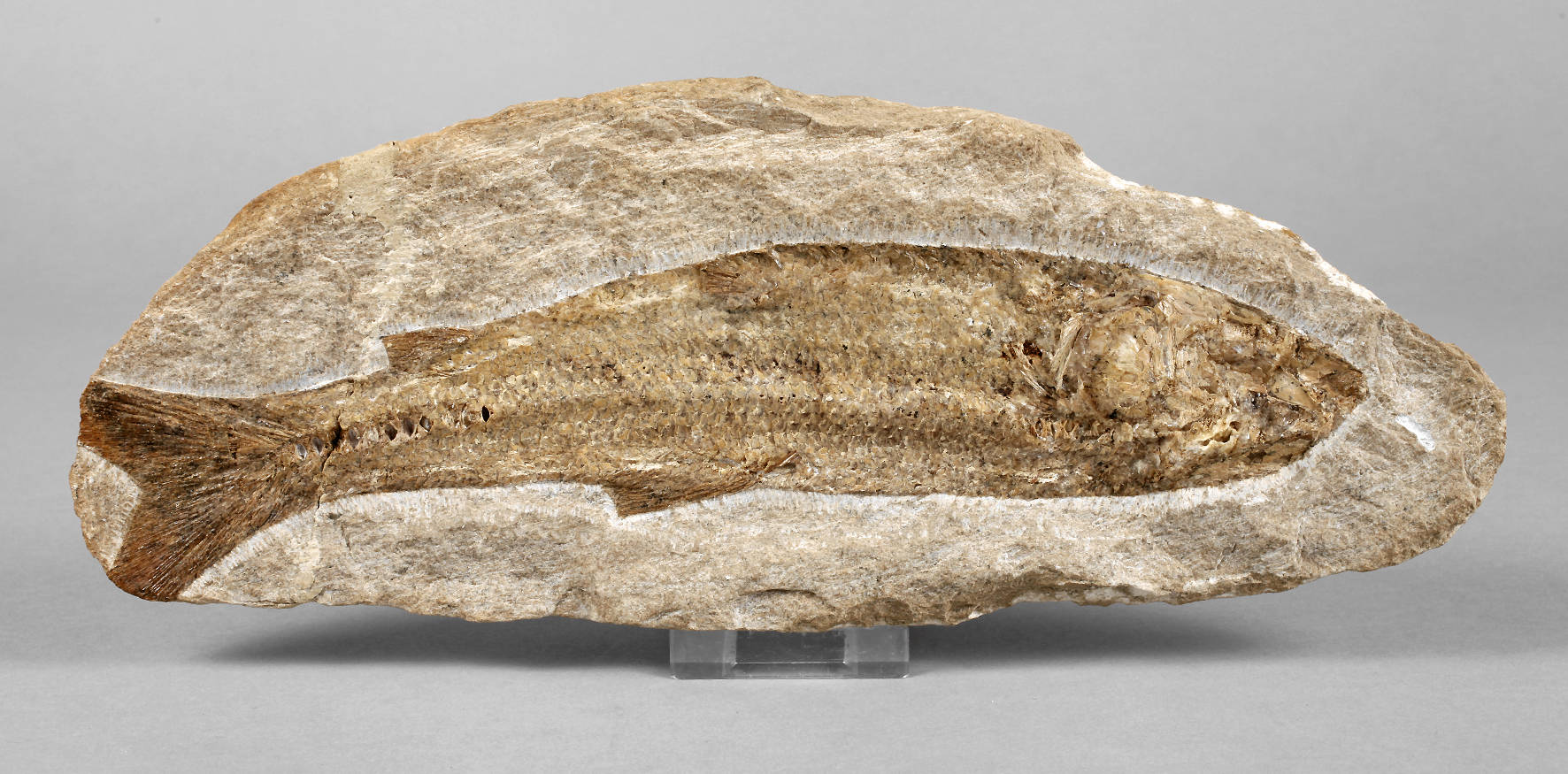 Versteinerter Knochenfisch