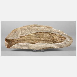 Versteinerter Knochenfisch