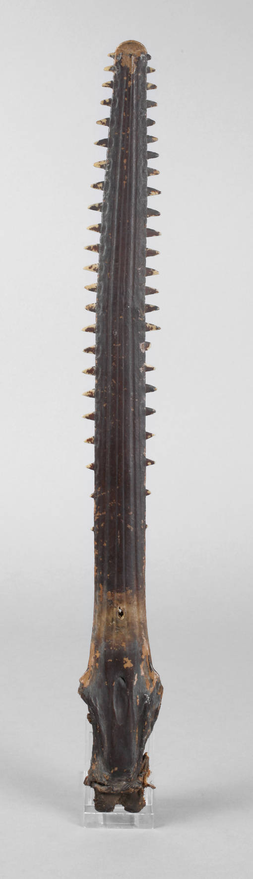 Rostrum des kleinen Sägerochens