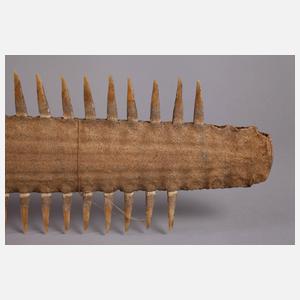 Rostrum des Riesensägerochens