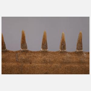 Rostrum des Riesensägerochens