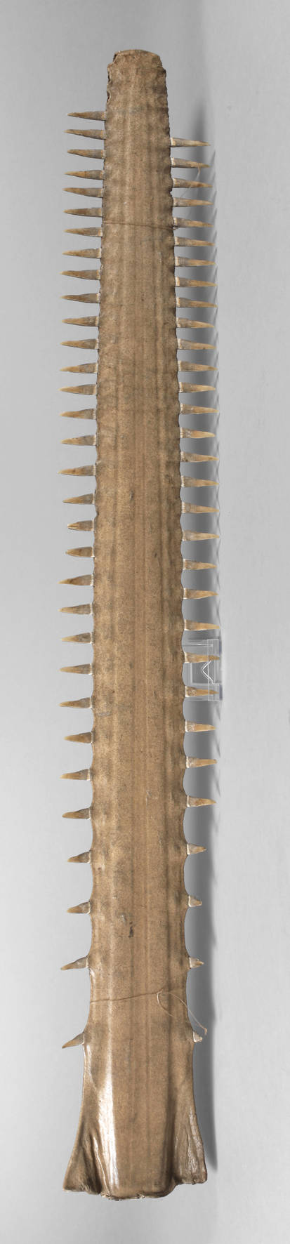 Rostrum des Riesensägerochens