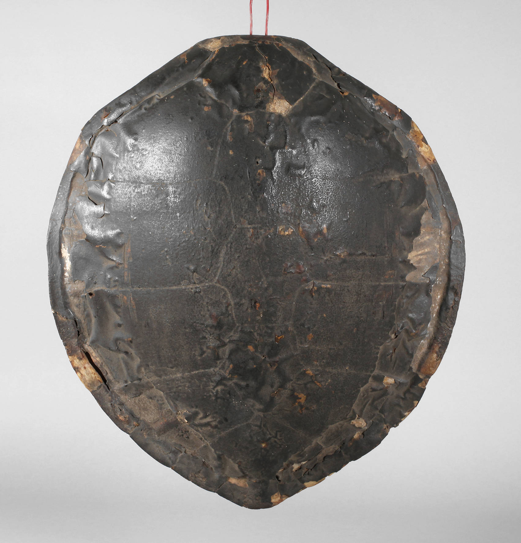 Rückenpanzer einer Meeresschildkröte