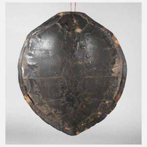 Rückenpanzer einer Meeresschildkröte