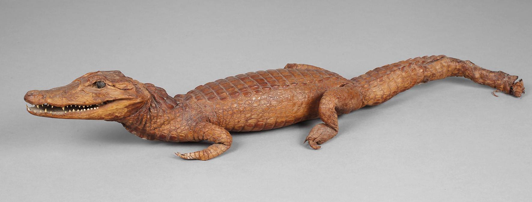 Tierpräparat Kaiman