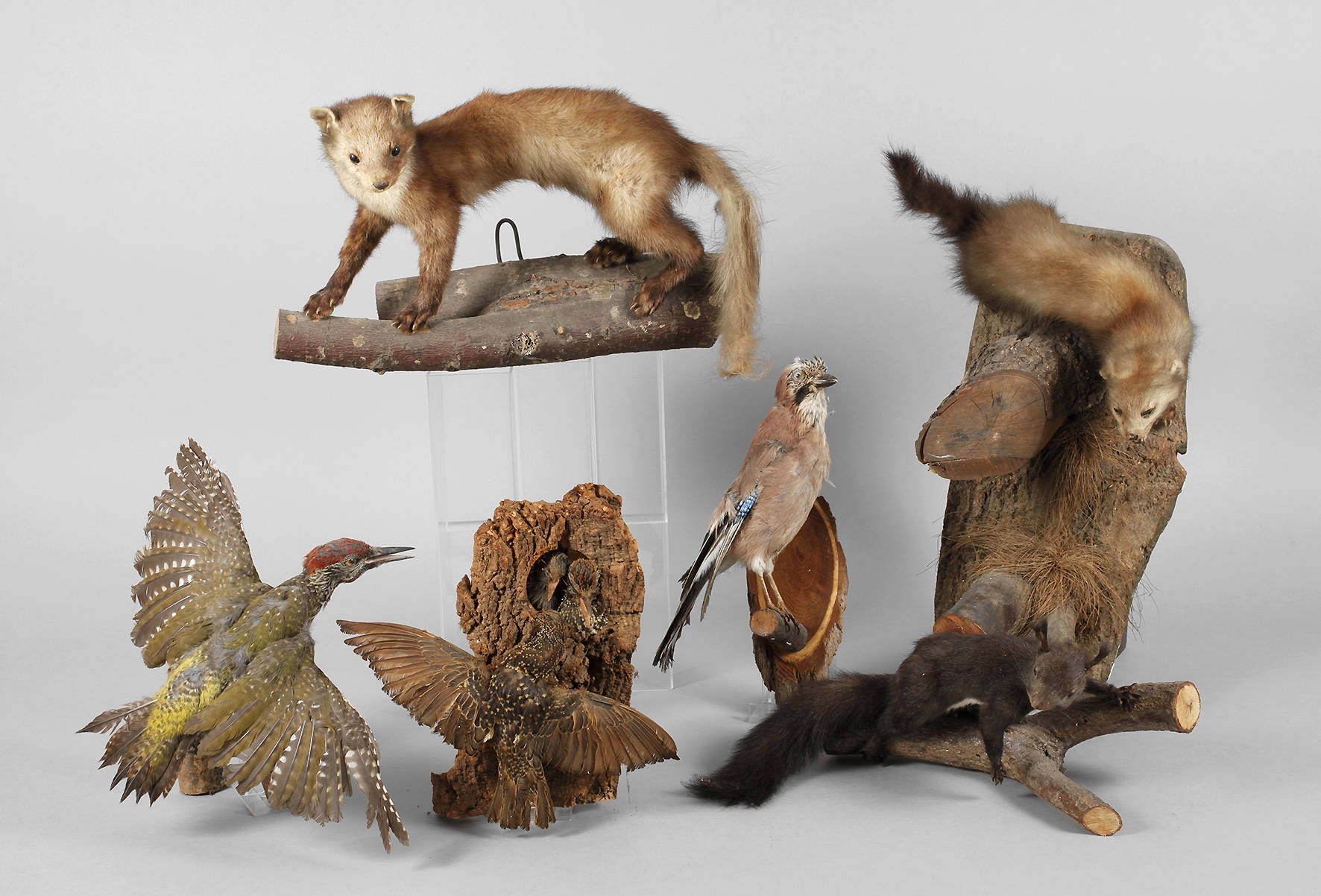 Konvolut Tierpräparate