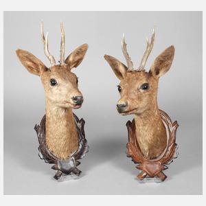 Paar Jagdtrophäen