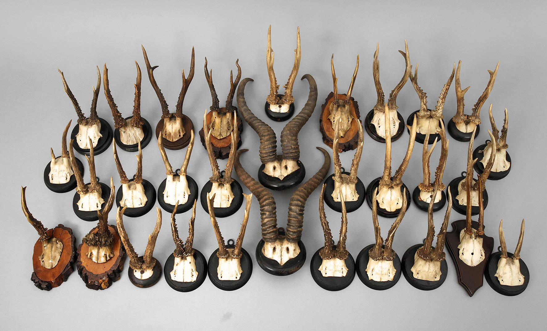 Konvolut Jagdtrophäen