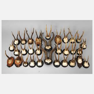 Konvolut Jagdtrophäen
