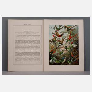 Kunst-Formen der Natur