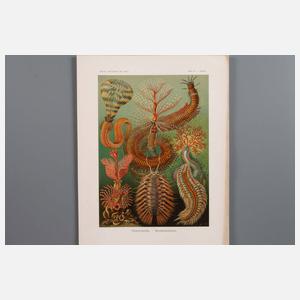 Kunst-Formen der Natur