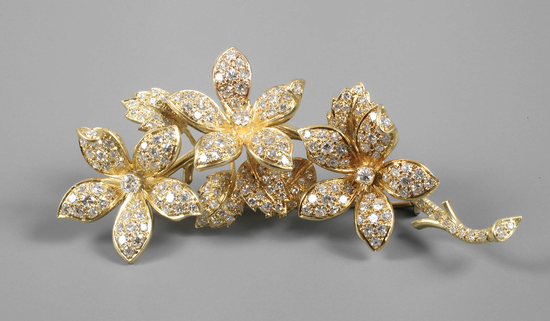 Brillantbrosche als Blütenzweig