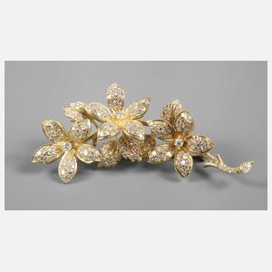 Brillantbrosche als Blütenzweig