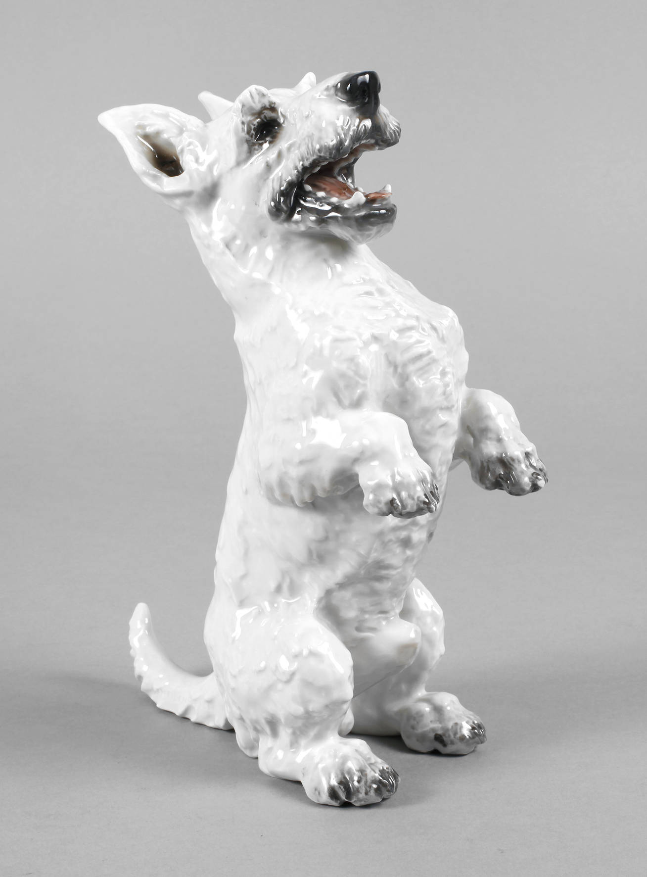 Rosenthal aufwartender Terrier