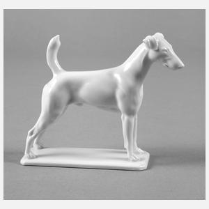 Rosenthal Terrier