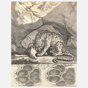Johann Elias Ridinger, Spur des Tigers