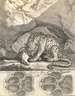 Johann Elias Ridinger, Spur des Tigers