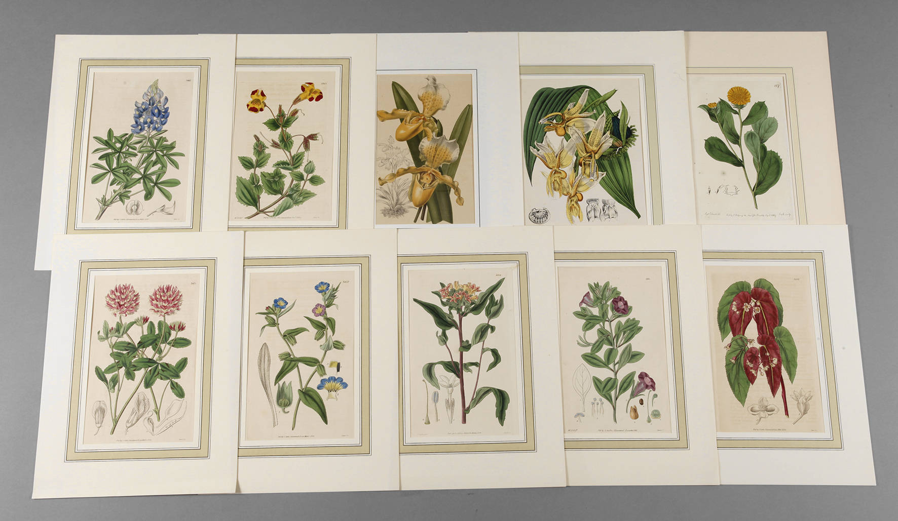 10 Blumendarstellungen 19. Jh.