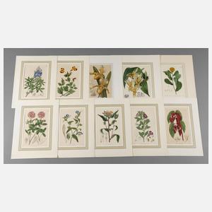 10 Blumendarstellungen 19. Jh.