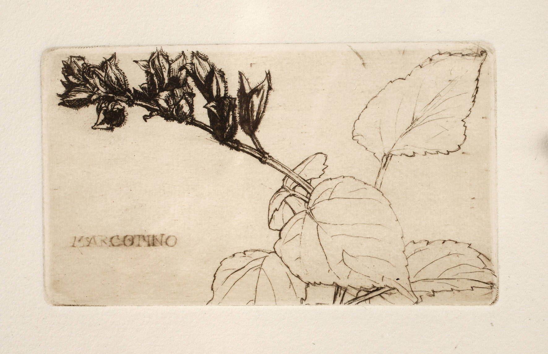 Marcus Behmer, blühender Minzzweig