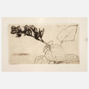 Marcus Behmer, blühender Minzzweig