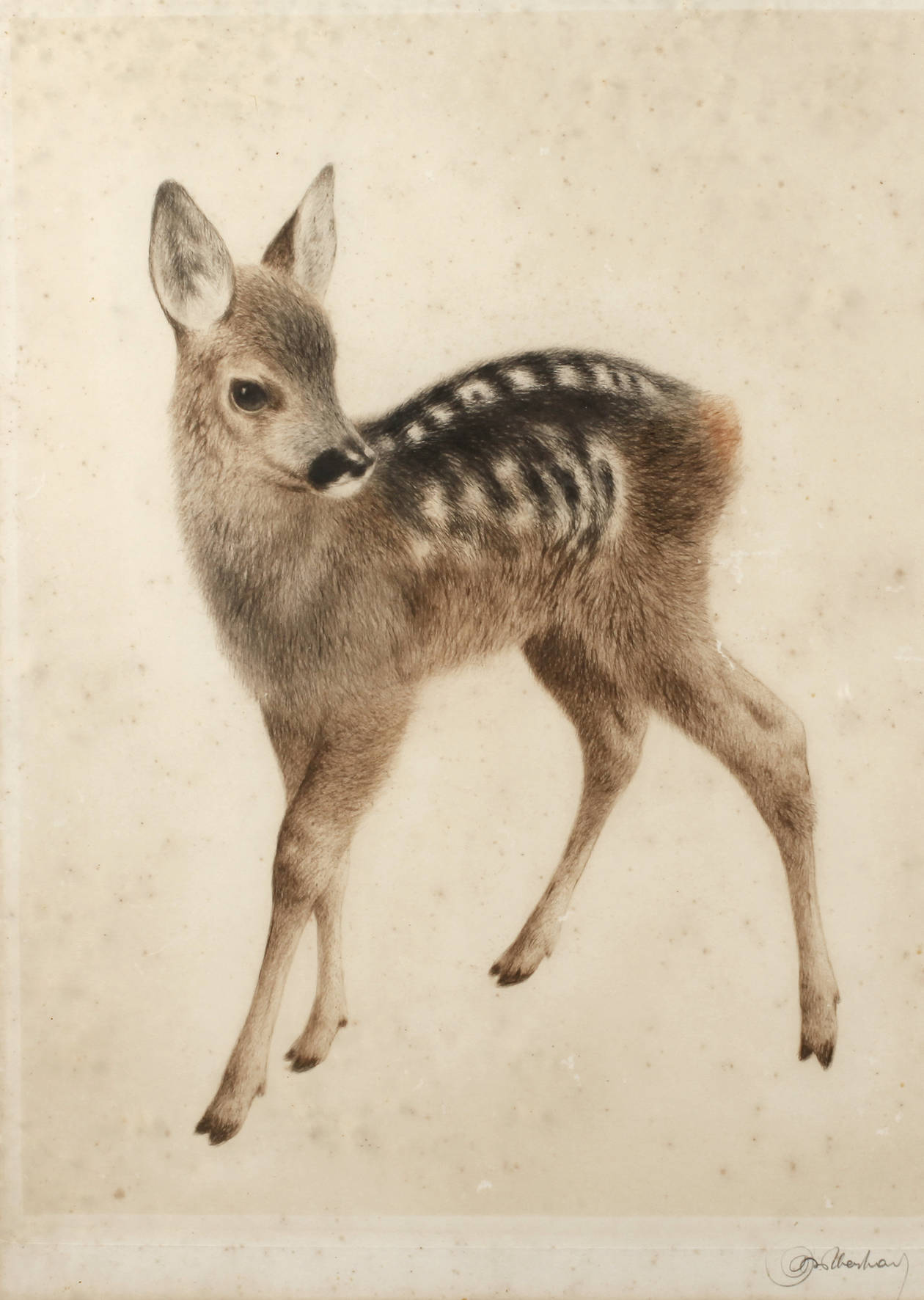 Curt Meyer-Eberhardt, Rehkitz