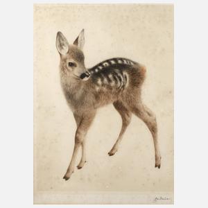 Curt Meyer-Eberhardt, Rehkitz