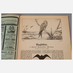 Joseph Dahlem, Illustrationsentwurf ”Roter Milan”