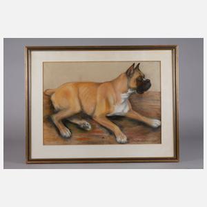Hundeportrait Boxer