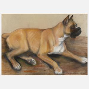 Hundeportrait Boxer