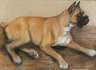 Hundeportrait Boxer