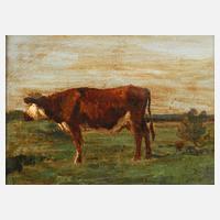 Kuh auf der Weide111