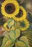 Rauch, Sonnenblumenstillleben