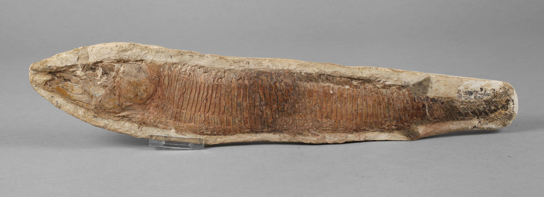 Versteinerter Knochenfisch