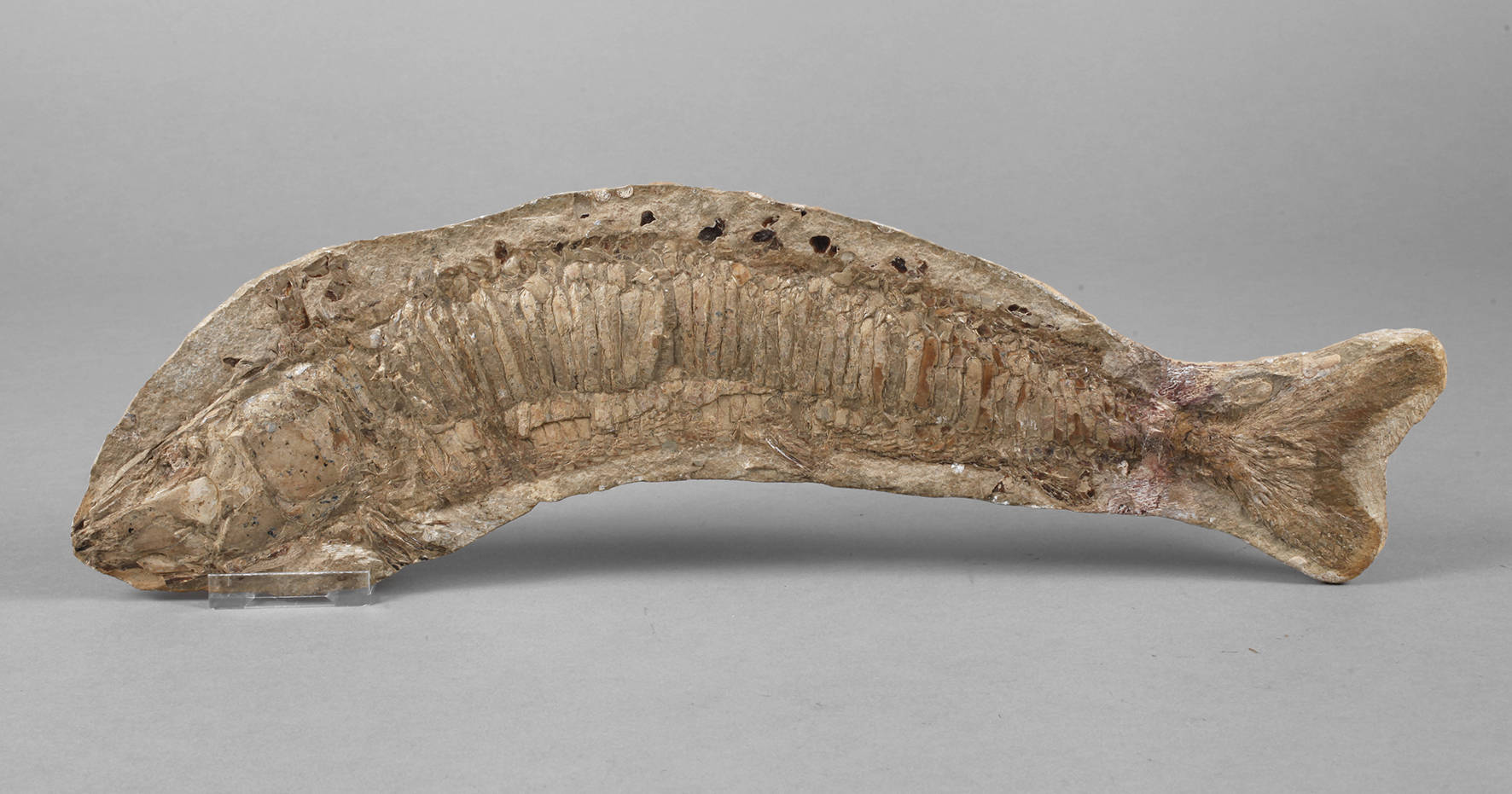 Versteinerter Knochenfisch