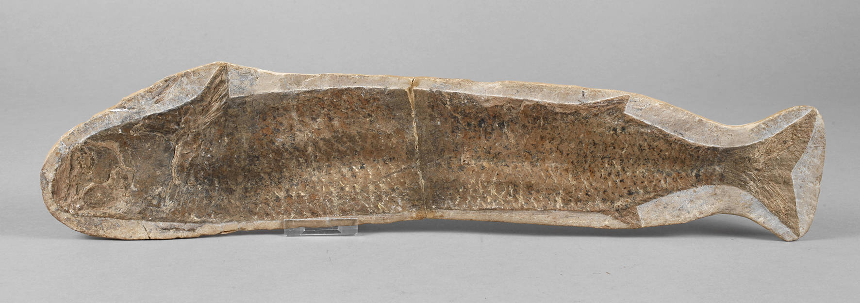 Versteinerter Knochenfisch