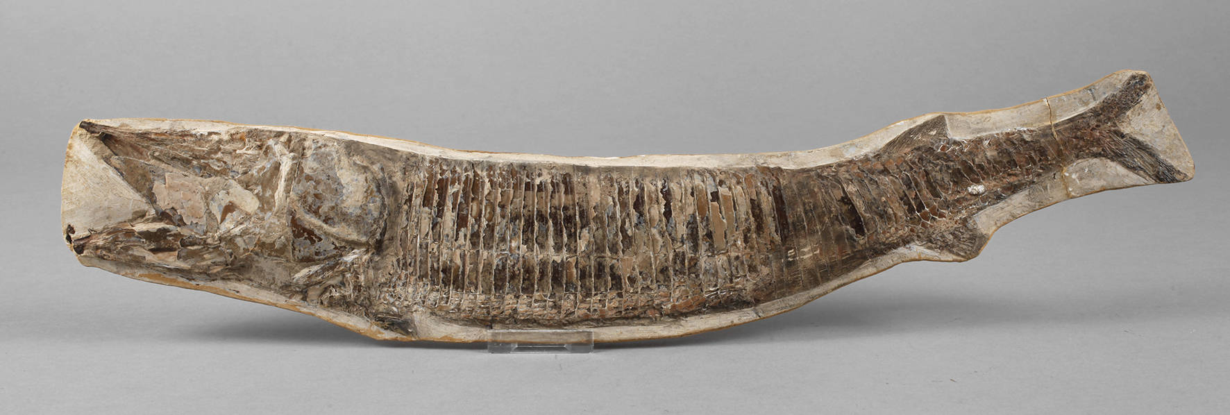 Versteinerter Knochenfisch