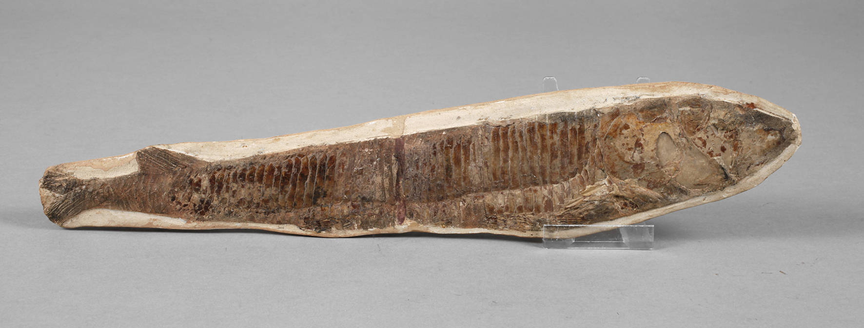 Versteinerter Knochenfisch