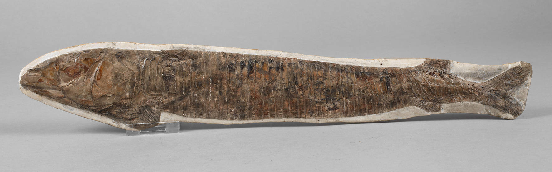 Versteinerter Knochenfisch