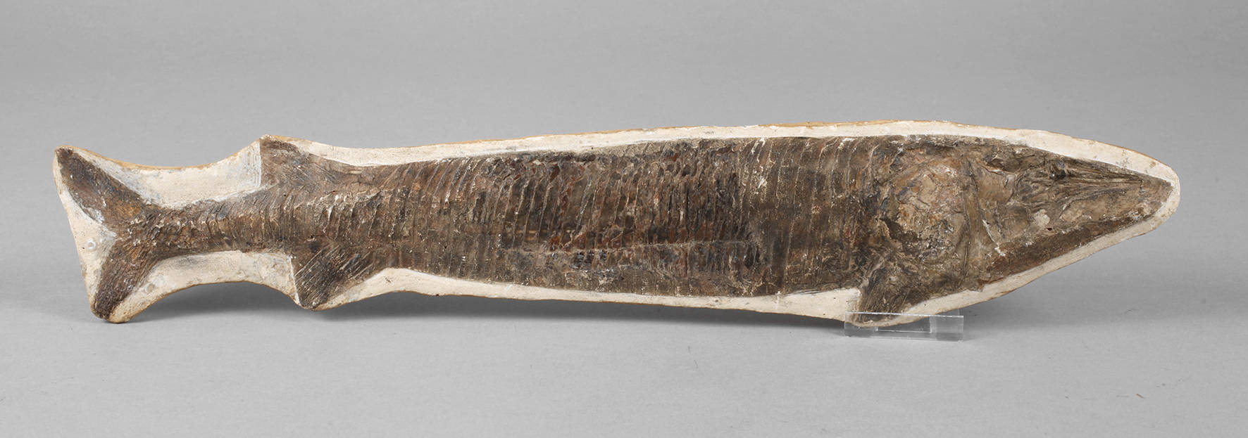 Versteinerter Knochenfisch