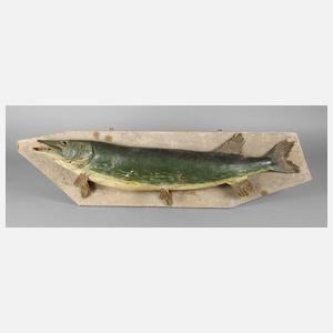 Große Anglertrophäe